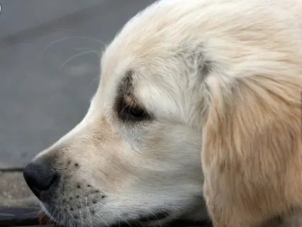 中国男子在美虐杀宠物犬受到了什么惩罚？