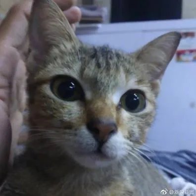 小猫咬坏耳机线后带回一条蛇，这份爱有点硬核