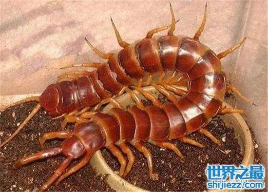 波多黎各巨人蜈蚣,人类面前很温顺不会主动攻击
