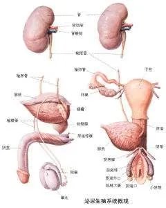 鸡鸡有点刺痛感是什么原因?
