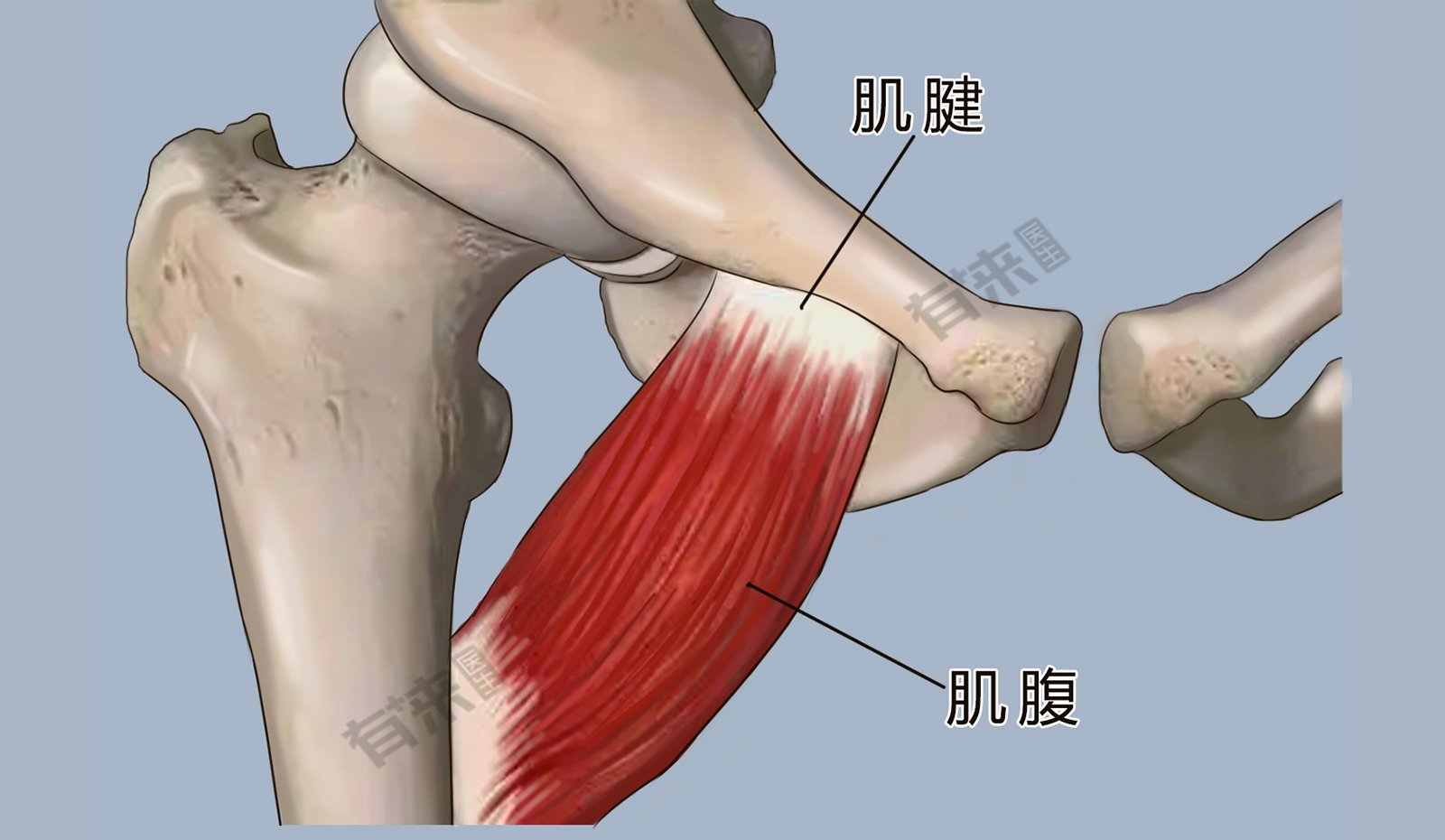 耻骨肌