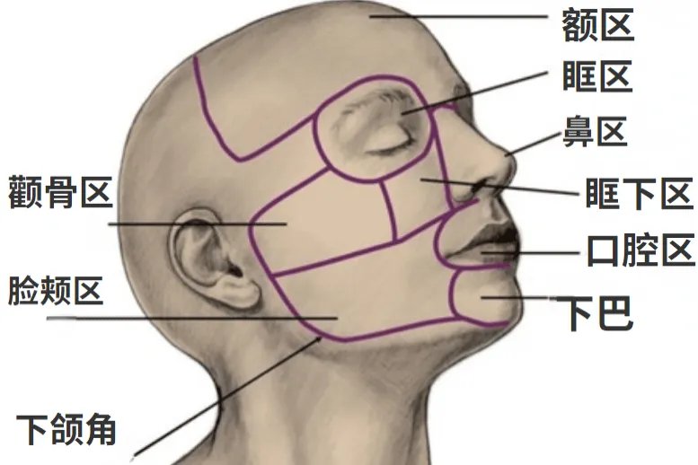 人脸图片面部结构图