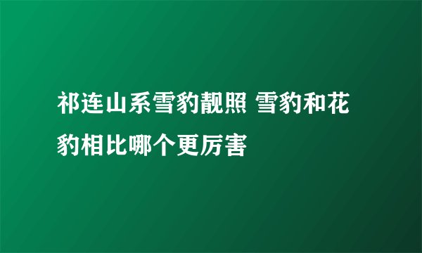 祁连山系雪豹靓照 雪豹和花豹相比哪个更厉害