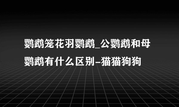 鹦鹉笼花羽鹦鹉_公鹦鹉和母鹦鹉有什么区别-猫猫狗狗
