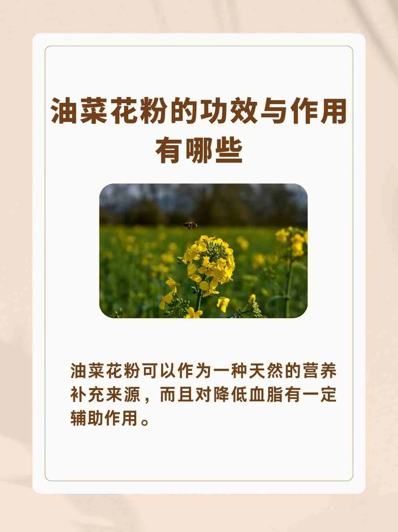 油菜花粉的功效与作用，你知道吗？