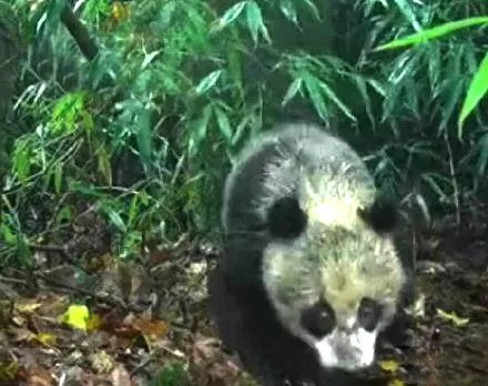 红外相机时隔2年拍到同一只熊猫，这只熊猫在这2年有何变化？