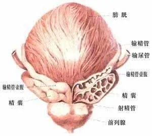 鸡鸡有点刺痛感是什么原因?