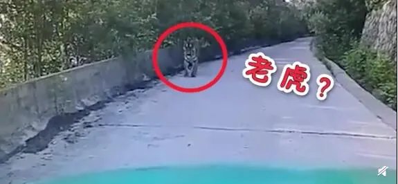 3名女子路遇黑熊被熊抱 下一秒的举动让人震惊