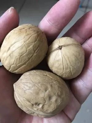 山核桃的种类图片？