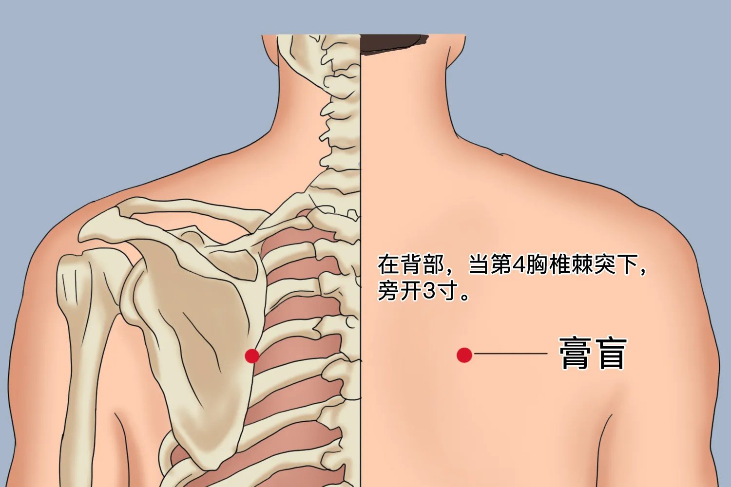脾虚三伏贴的位置图解