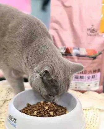 求推荐！比瑞吉猫粮哪款好呀？