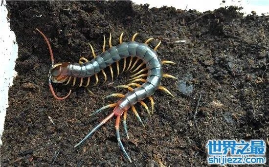 波多黎各巨人蜈蚣,人类面前很温顺不会主动攻击