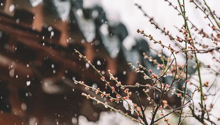 棠棣花的象征意义 棠棣代表什么象征意义