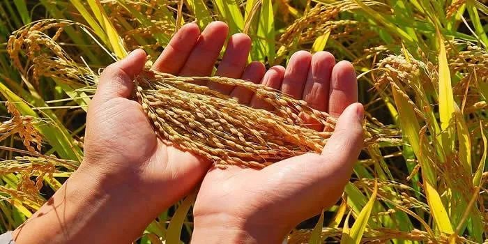 全球食品价格持续上涨,某些地方涨幅更是惊人,这意味着什么?