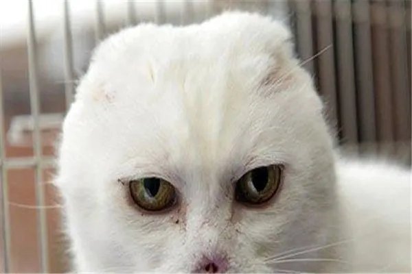 伏地魔猫是什么猫咪:患有皮肤病的猫(外表像伏地魔)