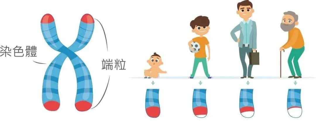 没人能长生不老！美科学家测出人类寿命极限，最多能活150岁