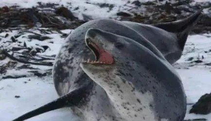 豹形海豹的性情怎么样？为何是世界上最凶猛的海豹？