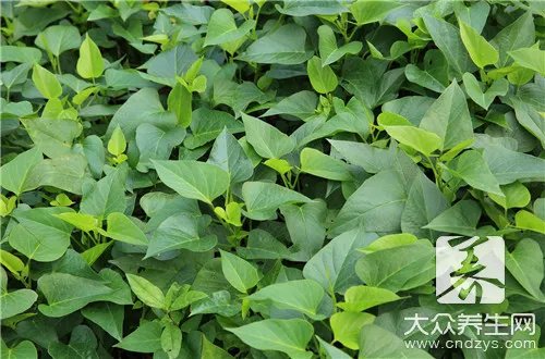 绿色蔬菜品种有哪些?