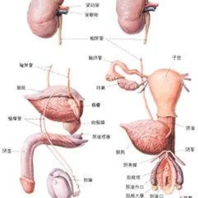 泌尿系统感染有什么症状