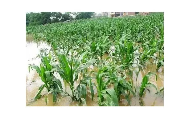 河南南阳遭遇暴雨袭击,给当地农作物带来了哪些影响?