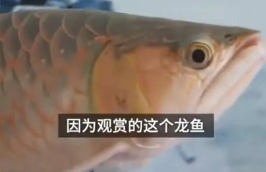 龙鱼眼睛整容千元一次 网友:活久见!行行出状元!