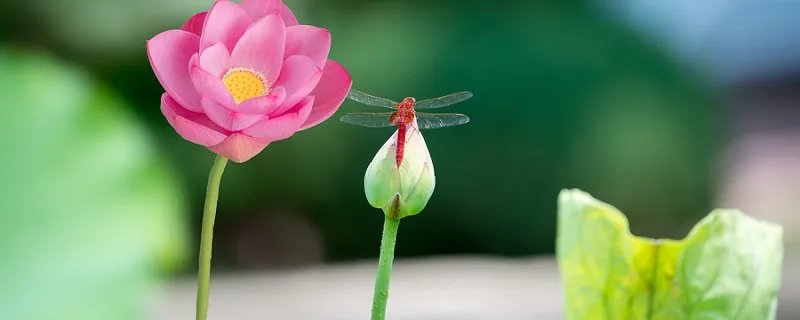 四面荷花三面柳的下一句
