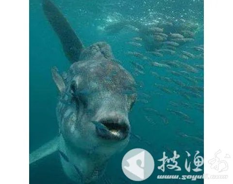翻车鱼兽的图鉴介绍