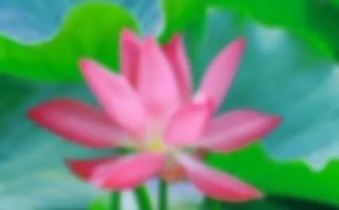 荷花池作文