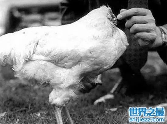 无头鸡存活一周,相当于现在的脑叶切除手术
