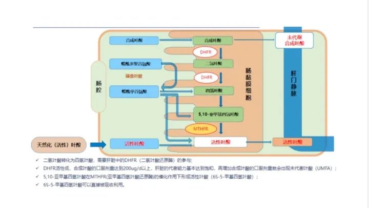 漆洪波教授:双胎妊娠孕期保健