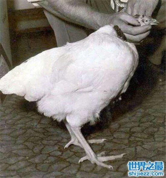 无头鸡存活一周,相当于现在的脑叶切除手术