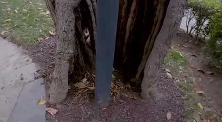 杰克逊木兰树将被砍为何受到如此大的关注呢？