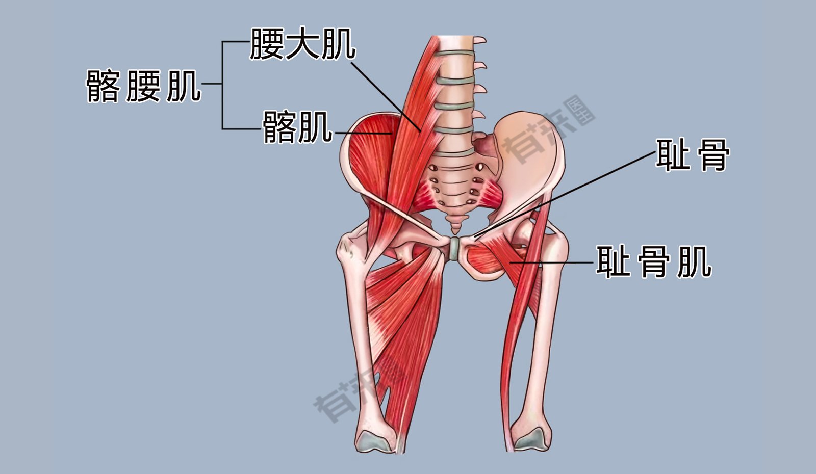 耻骨肌