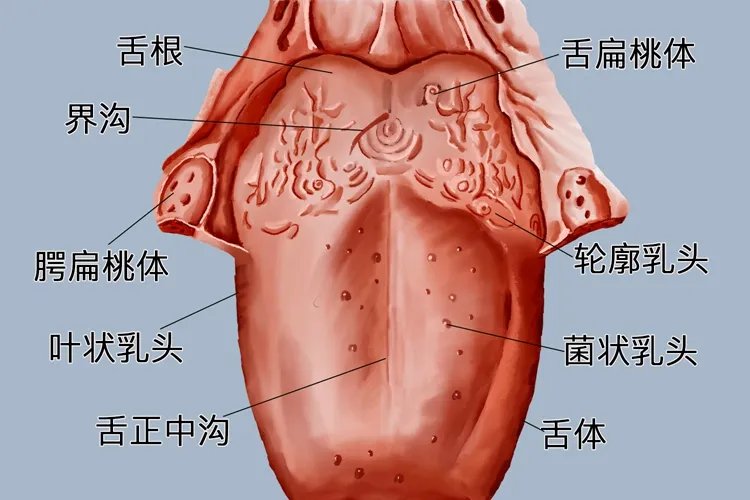 轮廓乳头图片