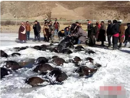 牦牛过冰河致坍塌现场什么情况?