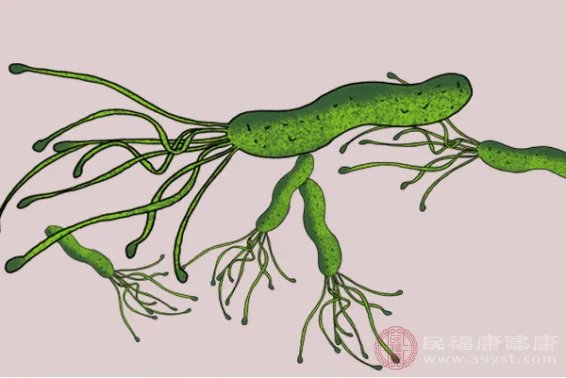 什么是幽门螺旋杆菌