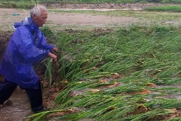 河南南阳遭遇暴雨袭击,给当地农作物带来了哪些影响?