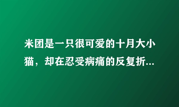 米团是一只很可爱的十月大小猫，却在忍受病痛的反复折磨。恳请各位善良的知乎大神给我们一些建议，非常感谢？