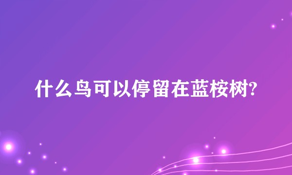 什么鸟可以停留在蓝桉树?