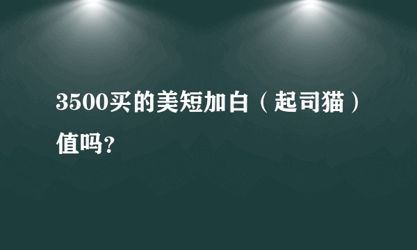 3500买的美短加白（起司猫）值吗？