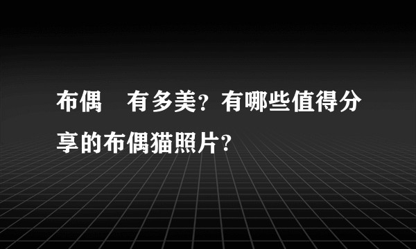 布偶貓有多美？有哪些值得分享的布偶猫照片?