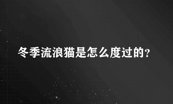 冬季流浪猫是怎么度过的？