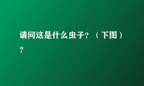 请问这是什么虫子？（下图）？