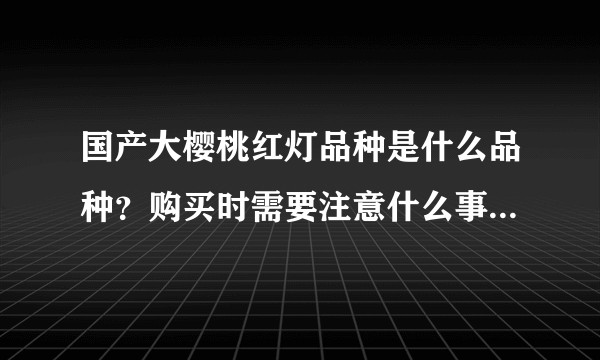 国产大樱桃红灯品种是什么品种？购买时需要注意什么事项？特点是什么？
