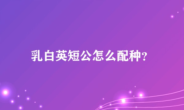 乳白英短公怎么配种？
