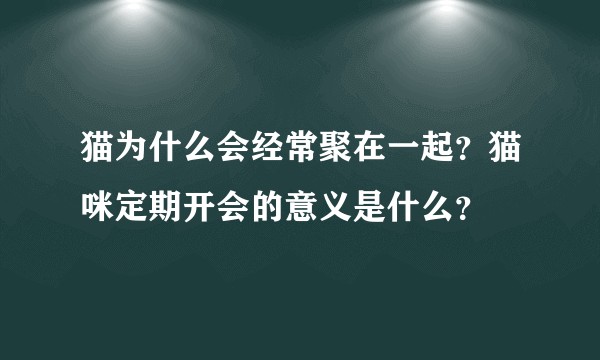猫为什么会经常聚在一起？猫咪定期开会的意义是什么？
