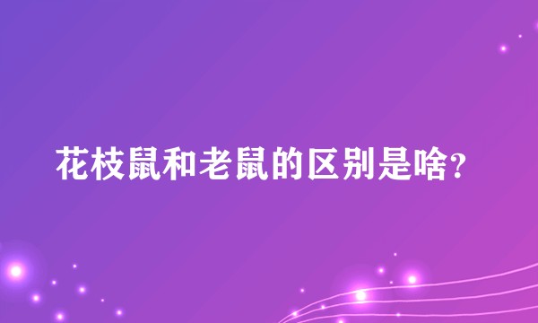 花枝鼠和老鼠的区别是啥？