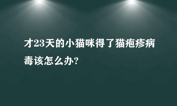 才23天的小猫咪得了猫疱疹病毒该怎么办?