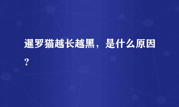 暹罗猫越长越黑，是什么原因？